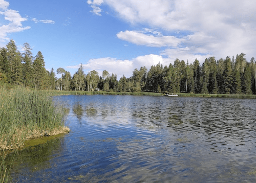 A serene lake surrounded by lush trees under a blue sky with scattered clouds. Reflections shimmer on the water's surface.