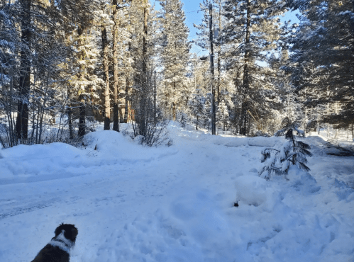 A snowy forest path surrounded by tall trees, with a dog standing in the foreground.