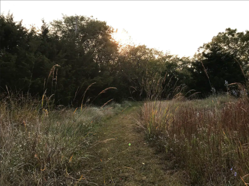 A sunlit path through tall grass and wildflowers, surrounded by trees in a serene natural setting.