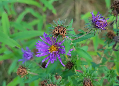 Close-up of purple flowers with green leaves, some petals wilted, surrounded by blurred greenery.