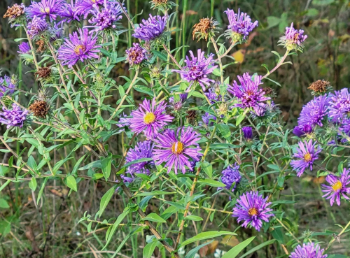 A cluster of vibrant purple asters with yellow centers, surrounded by green foliage in a natural setting.