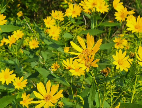 A vibrant field of yellow flowers surrounded by green leaves under bright sunlight.