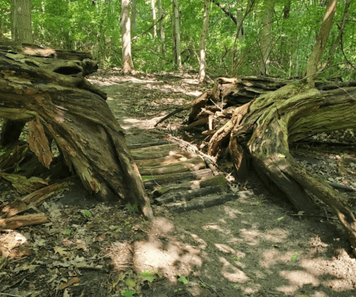 A forest path with twisted, weathered tree roots forming a natural bridge over the trail. Lush greenery surrounds the area.