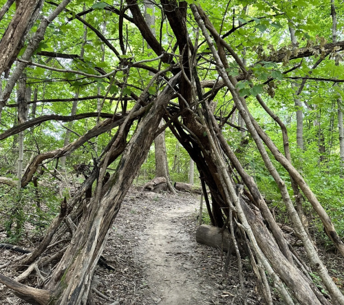 A natural structure made of branches forms an archway over a dirt path in a lush green forest.