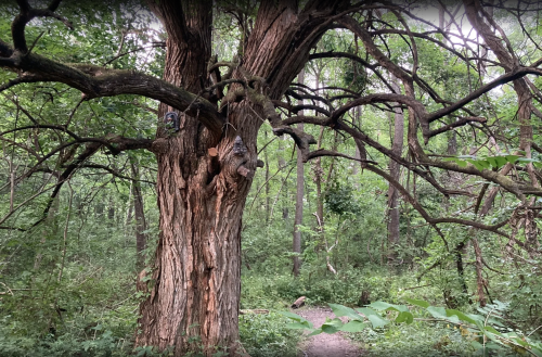 A large, textured tree stands in a lush green forest, surrounded by dense foliage and a winding dirt path.