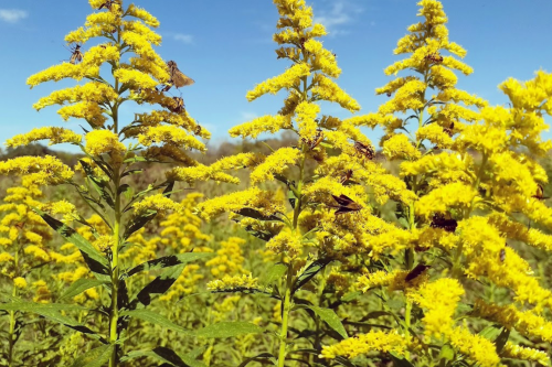 Bright yellow flowers bloom against a clear blue sky, with insects perched on the blossoms.