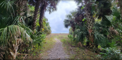 A dirt path leads through lush greenery and palm trees, opening to a wide, open landscape under a cloudy sky.