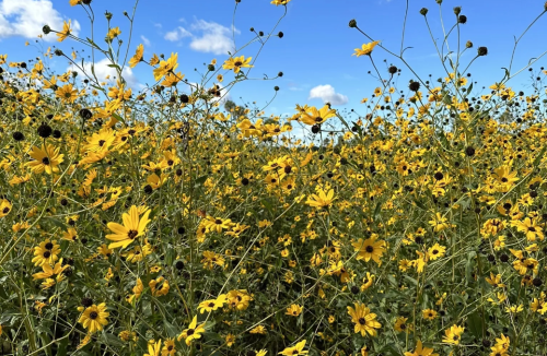 A vibrant field of yellow flowers under a blue sky with scattered clouds.