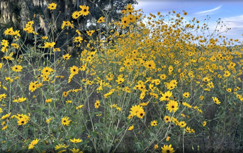 A vibrant field of yellow wildflowers under a blue sky, surrounded by greenery and trees in the background.