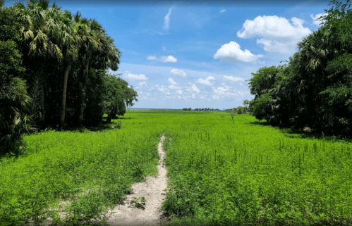 A lush green landscape with a dirt path leading through tall grass, framed by trees under a bright blue sky.