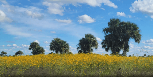 A vibrant field of yellow flowers under a blue sky with fluffy clouds, dotted with palm trees in the background.