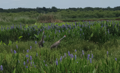 Two birds walking through a lush green field filled with purple flowers and tall grasses under a clear sky.