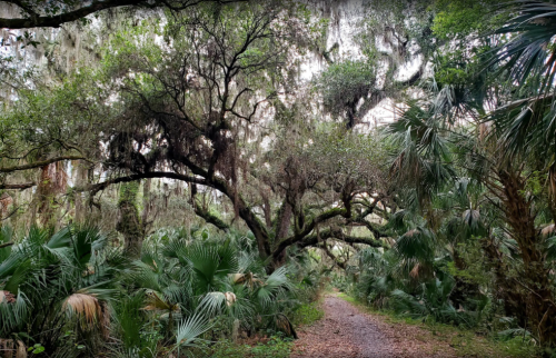 A lush forest path surrounded by tall trees and dense greenery, with Spanish moss hanging from branches.