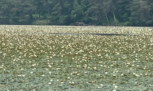 A serene lake covered with white water lilies, surrounded by lush green trees in the background.