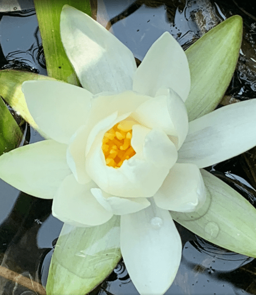 A white water lily with yellow stamens floating on dark water, surrounded by green leaves.