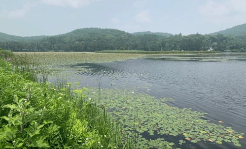 A serene lake surrounded by lush greenery and distant hills, with lily pads floating on the water's surface.
