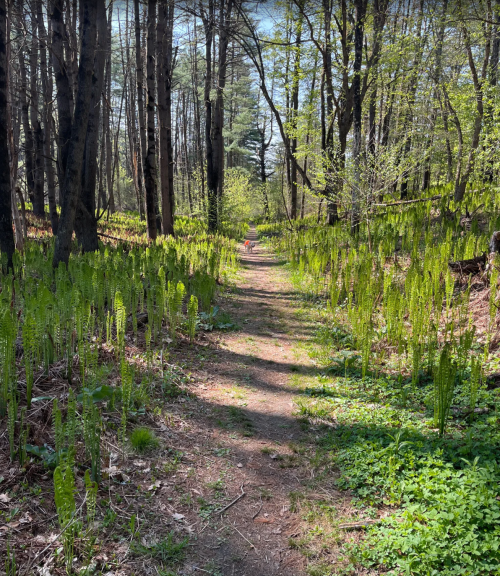 A narrow dirt path winds through a lush green forest, surrounded by tall trees and vibrant ferns.
