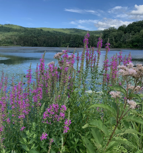 A serene lake surrounded by lush greenery and vibrant pink flowers under a clear blue sky.