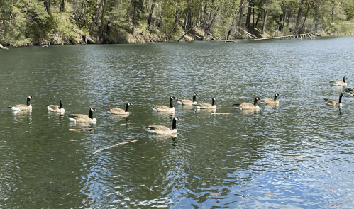 A group of ducks swimming in a calm river surrounded by trees.