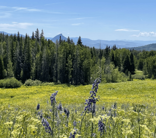 A vibrant meadow filled with wildflowers, surrounded by lush green trees and distant mountains under a clear blue sky.