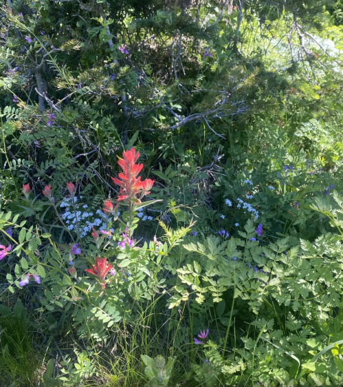 A vibrant mix of wildflowers, including red and purple blooms, surrounded by lush green foliage.