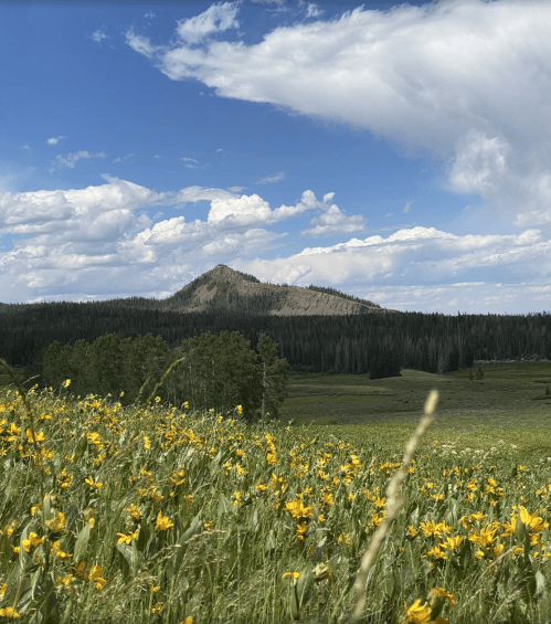 A vibrant field of yellow flowers in the foreground, with a mountain and blue sky in the background.