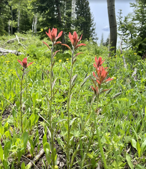 Three vibrant pink wildflowers stand tall among lush green foliage in a forested area.