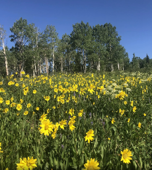 A vibrant field of yellow flowers under a clear blue sky, with green trees in the background.