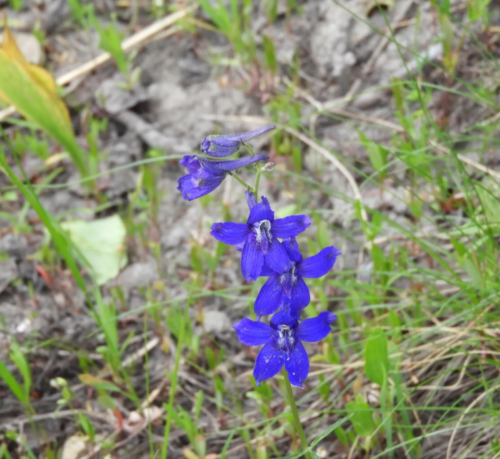 A close-up of vibrant blue flowers growing among green grass and soil.