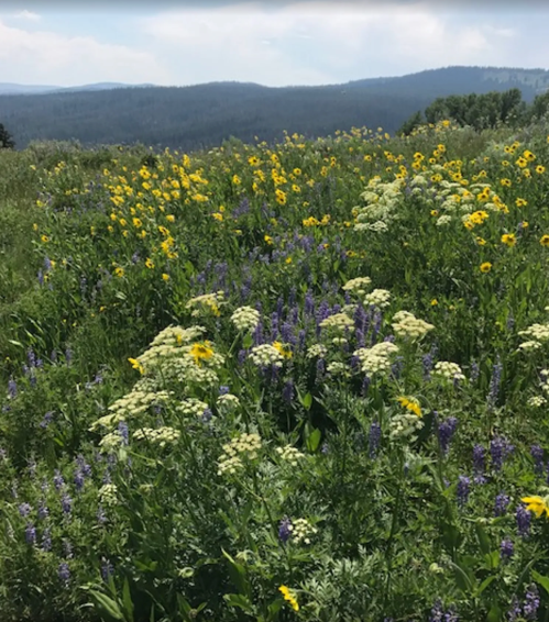 A vibrant field of wildflowers in various colors, with rolling hills and a blue sky in the background.