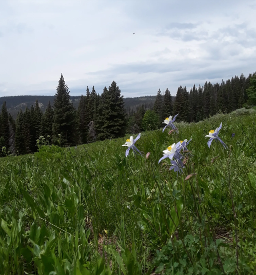 A field of wildflowers in the foreground with evergreen trees and a cloudy sky in the background.