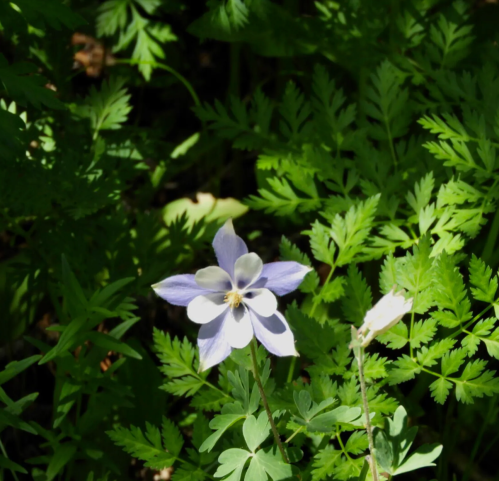 A delicate purple and white flower blooms amidst lush green foliage.