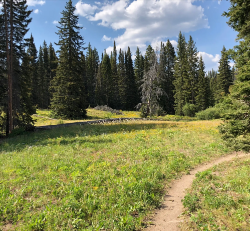 A scenic view of a grassy meadow surrounded by tall pine trees under a blue sky with fluffy clouds.