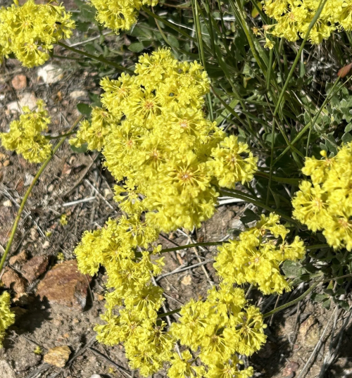 A close-up of vibrant yellow flowers growing on a rocky ground, surrounded by green foliage.