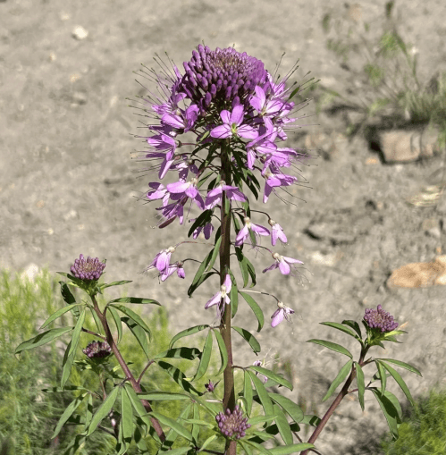 A tall flowering plant with clusters of vibrant purple blooms and green leaves against a blurred background.