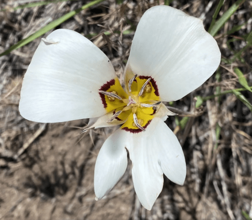 A close-up of a white flower with yellow and red markings, surrounded by green grass and brown soil.