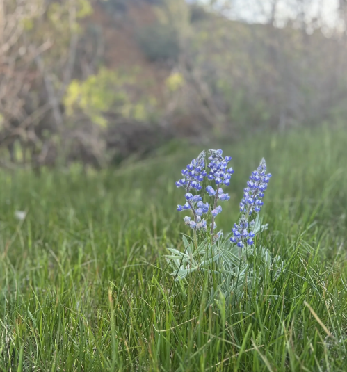 A cluster of small purple flowers growing in a grassy field, with blurred greenery in the background.