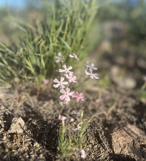 Delicate pink flowers bloom among green grass and rocky soil in a natural setting.