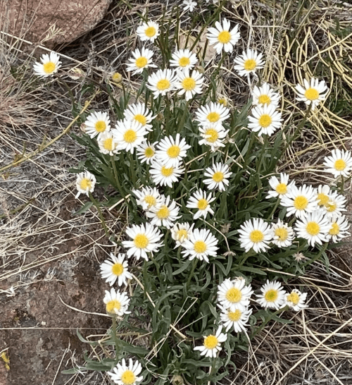 A cluster of white daisies with yellow centers growing among dry grass and rocks.