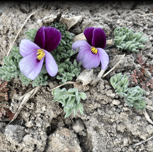 Two purple and yellow flowers bloom among green leaves and dry soil.