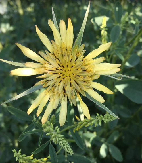 A close-up of a yellow flower with spiky petals, surrounded by green foliage.