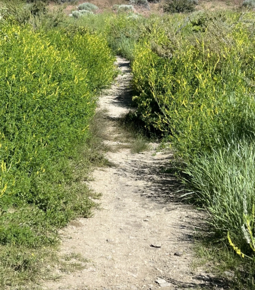 A narrow dirt path surrounded by lush green plants and yellow flowers, leading through a natural landscape.