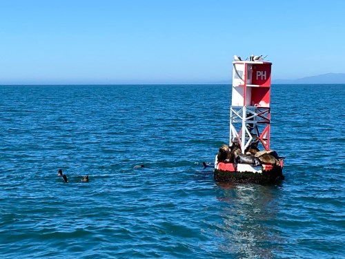 A red and white buoy in the ocean with sea lions resting on top and others swimming nearby under a clear blue sky.