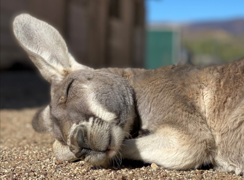 A kangaroo peacefully sleeping on the ground, with its eyes closed and ears relaxed.