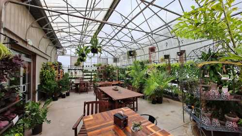 A spacious greenhouse filled with various plants, wooden tables, and chairs, creating a vibrant, inviting atmosphere.