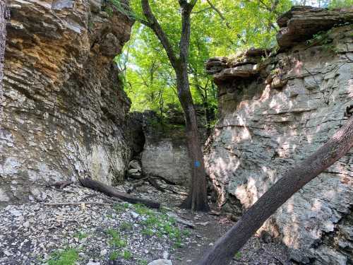 A rocky canyon with tall cliffs, green trees, and a dirt path winding through the natural landscape.