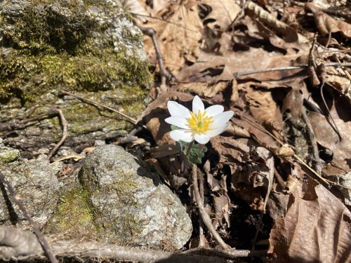 A single white flower with yellow center blooms among dry leaves and rocks in a forest setting.