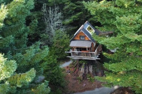 A cozy wooden cabin perched on a tree stump, surrounded by lush green trees and a winding path.