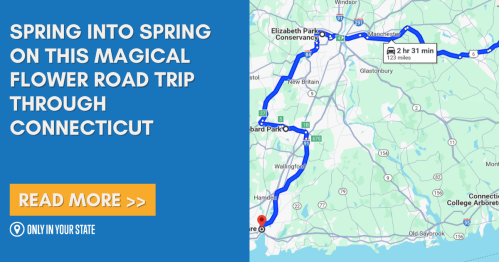 Map highlighting a scenic flower road trip route through Connecticut, with a call to action to read more.