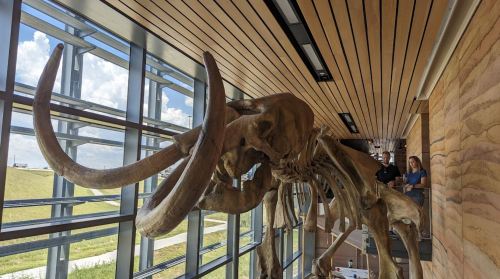 A large mammoth skeleton displayed indoors, with people observing from a balcony above. Natural light illuminates the scene.